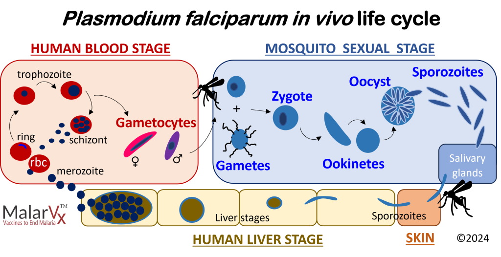 PF LIFE CYCLE CARTOON