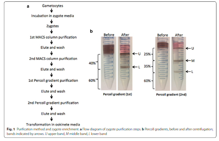 zygote purification